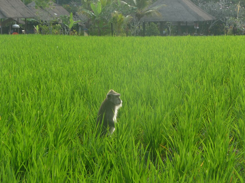 Bali en famille - Ubud, la Monkey Forest et les rizières