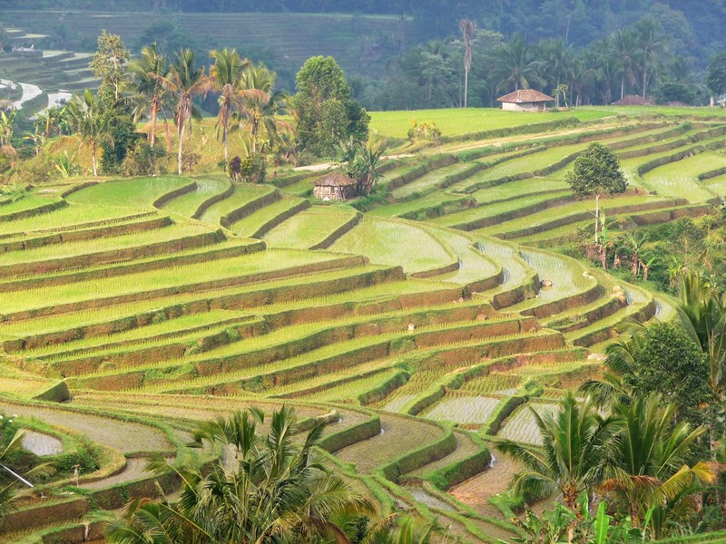 Bali en famille - rizières