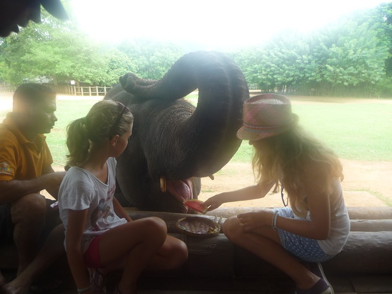 Orphelinat des éléphants de Pinnewala