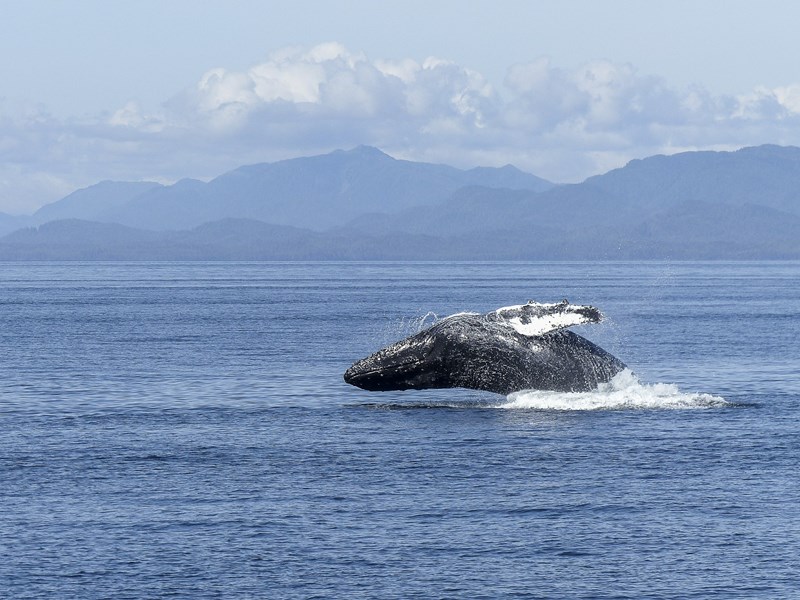 observation-baleine-tadoussac-canada