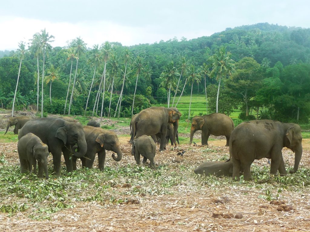 Orphelinat des éléphants de Pinnewala